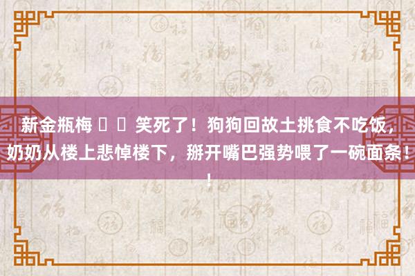 新金瓶梅 ▶️笑死了！狗狗回故土挑食不吃饭，奶奶从楼上悲悼楼下，掰开嘴巴强势喂了一碗面条！