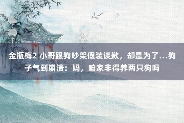 金瓶梅2 小哥跟狗吵架假装谈歉，却是为了…狗子气到崩溃：妈，咱家非得养两只狗吗